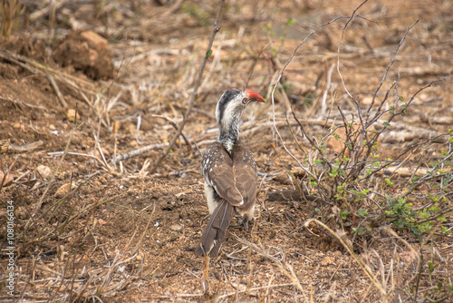 Calao d'Afrique du Sud, dans le Parc National Kruger photo