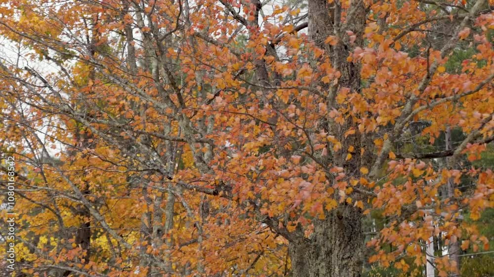 Orange And Red New England Fall Tree, Leaves Blowing In The Wind 4K 60fps Orange And Red New England Fall Tree, Leaves Blowing In The Wind 4K 60fps