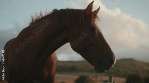 Beautiful wild horses in nature compilation of b-roll shots