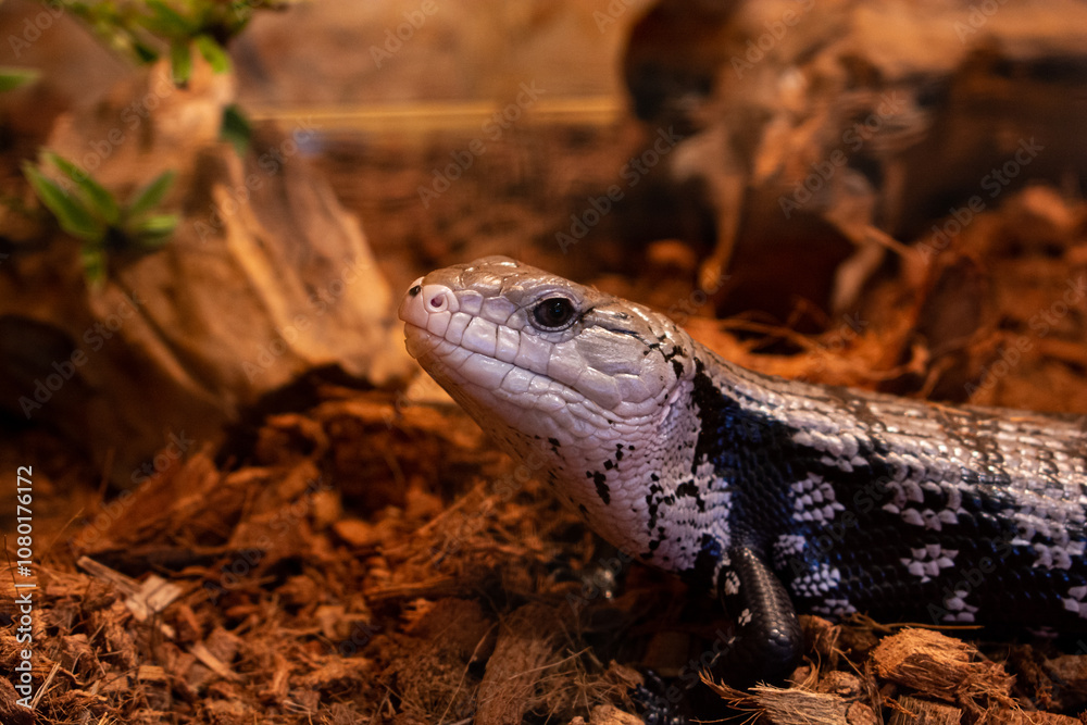 Blue-Tongue Skink Lizard in Terrarium Blue-Tongue Skink Lizard in Terrarium