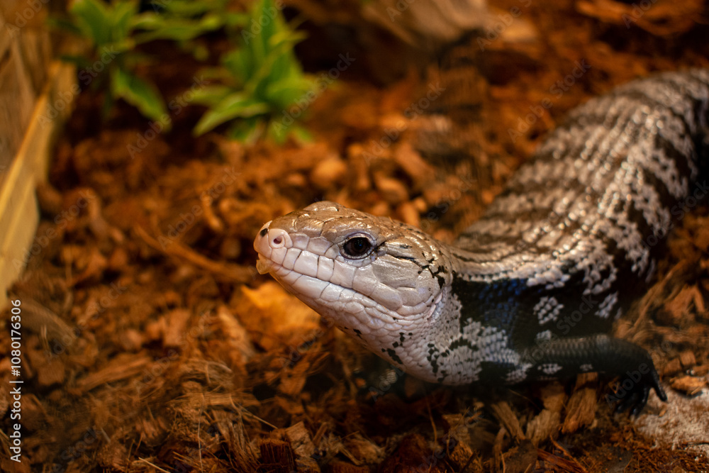 Naklejka premium Blue-Tongue Skink Lizard in Terrarium