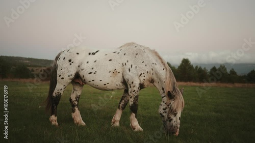 Beautiful wild horses in nature compilation of b-roll shots