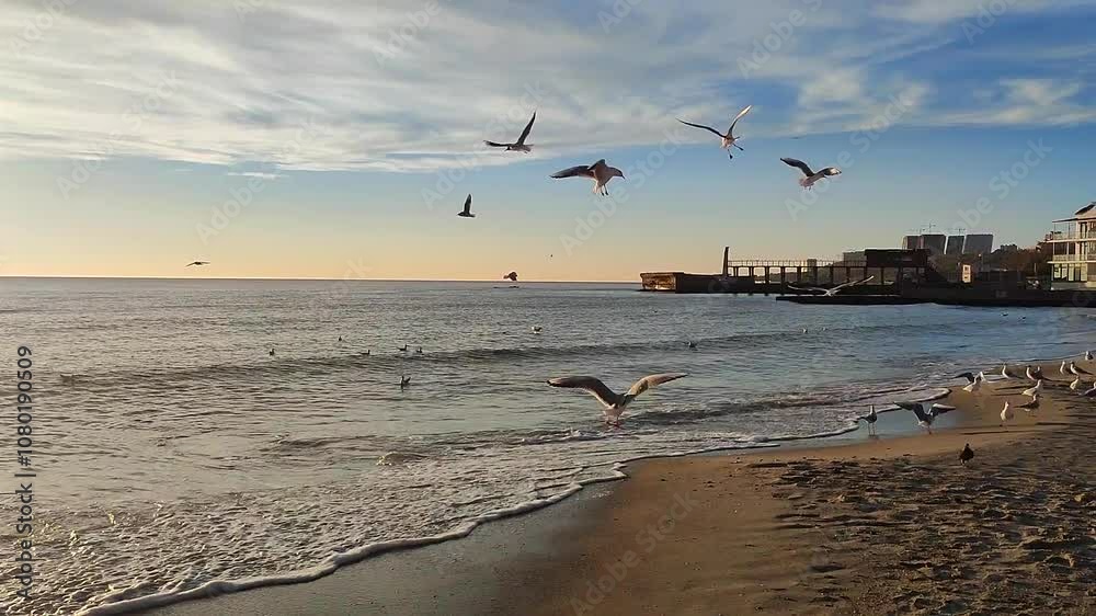 Seagulls on the seashore at dawn. Many white sea gulls flying on the sandy beach of the sea coast at dawn. Seagulls circling over the sea waves on sea coast Seagulls on the seashore at dawn. Many white sea gulls flying on the sandy beach of the sea coast at dawn. Seagulls circling over the sea waves on sea coast