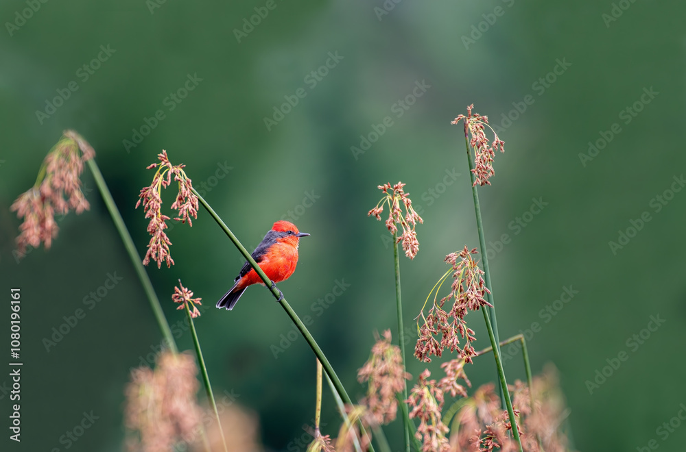 Detailed Photo of a Rufous Flycatcher (Pyrocephalus rubinus) Perching on a Tree Branch, unique bird, cute bird, bird on tree, perching bird