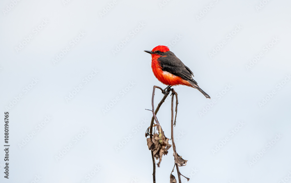 Detailed Photo of a Rufous Flycatcher (Pyrocephalus rubinus) Perching on a Tree Branch, unique bird, cute bird, bird on tree, perching bird