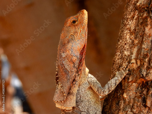 Frill-necked Lizard (Chlamydosaurus kingii) in Australia photo