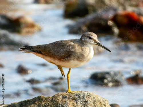 Grey-tailed Tattler (Heteroscelus brevipes) in Australia photo