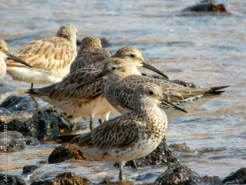 Grey-tailed Tattler (Heteroscelus brevipes) in Australia Grey-tailed Tattler (Heteroscelus brevipes) in Australia
