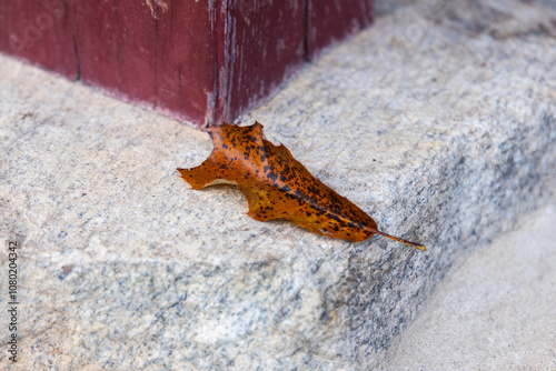 autumn leaf fallen on the floor of the Buddhist temple building photo