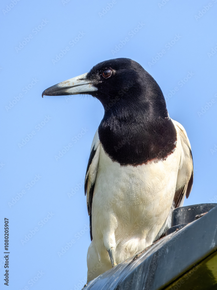 Obraz premium Pied Butcherbird (Cracticus nigrogularis) in Australia