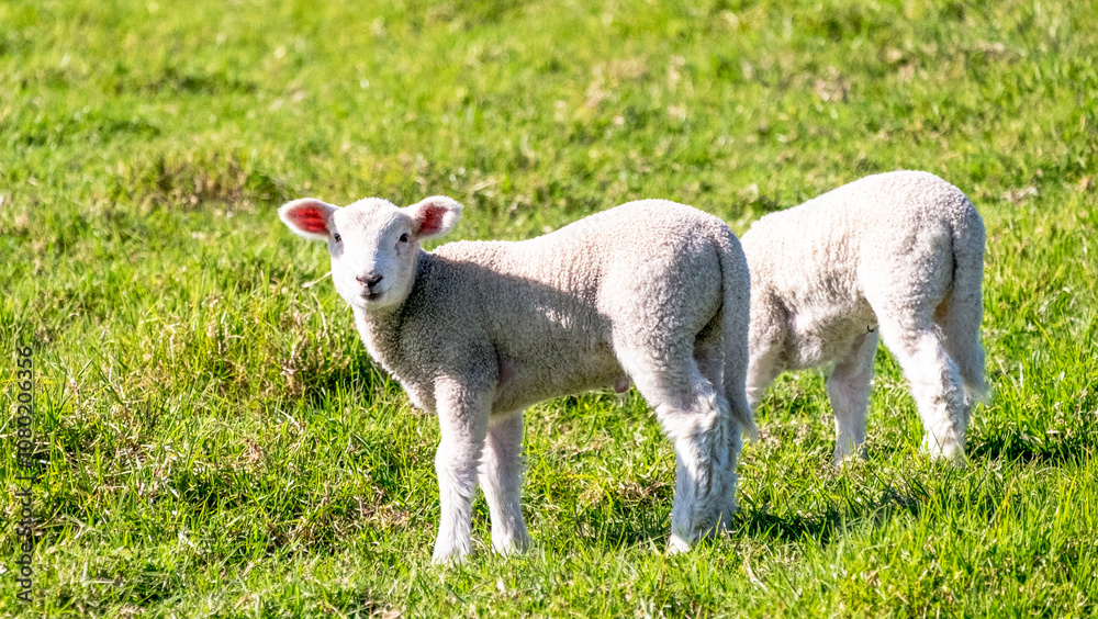 Fototapeta premium Little lambs graze on a green meadow, Shakespear Regional Park, New Zealand