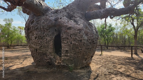 Prison Boab Tree in Derby, Western Australia photo