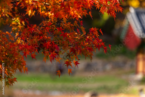 Autumn maple tree in the Buddhist temple photo