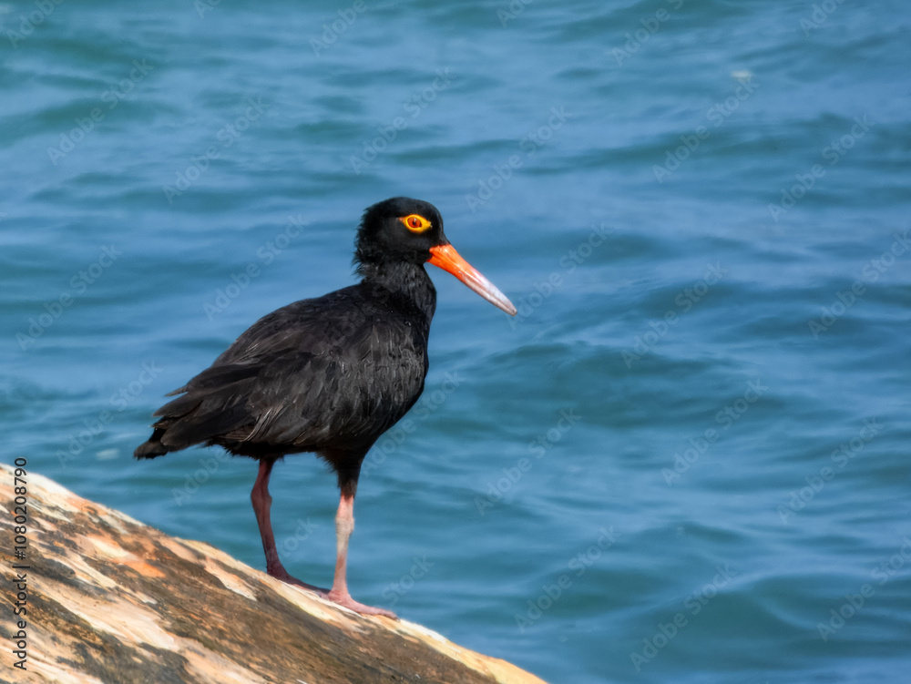 Sooty Oystercatcher (Haematopus fuliginosus) in Australia
