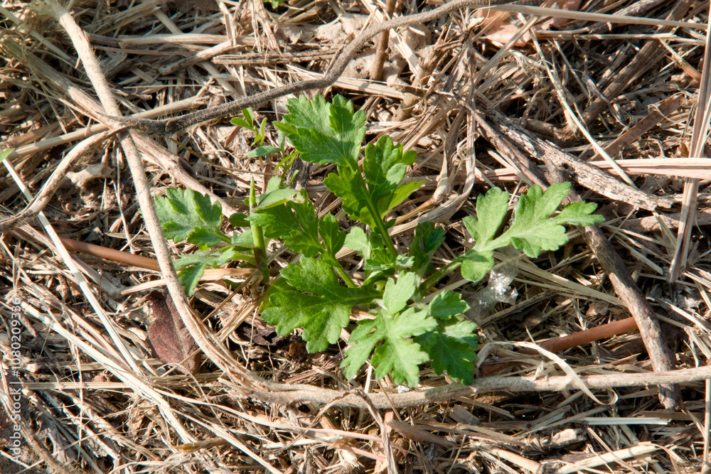 가을에 자란 쑥