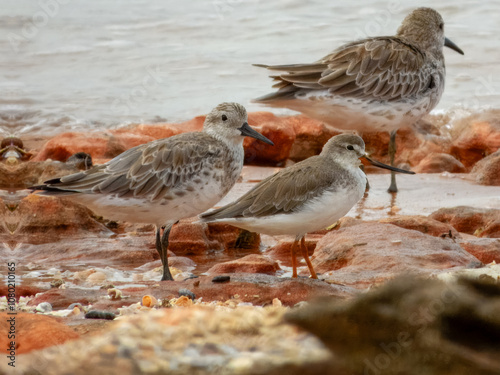 Terek Sandpiper (Xenus cinereus) in Australia photo