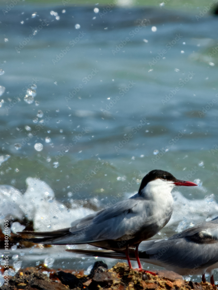 Obraz premium Whiskered Tern (Chlidonias hybridus) in Australia