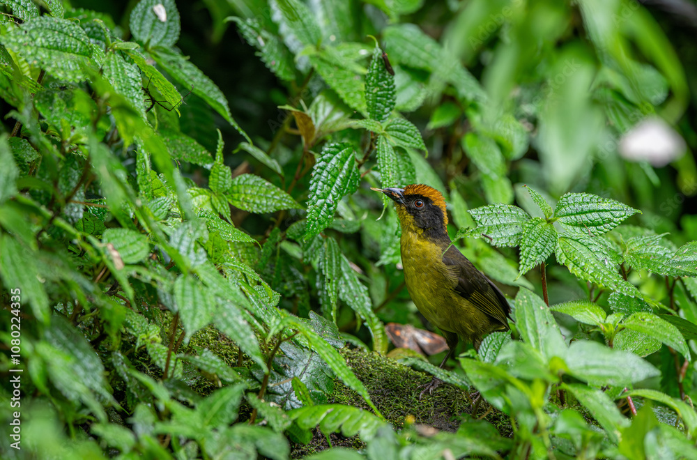 Yellow-breasted brushfinch (Atlapetes latinuchus) on tree