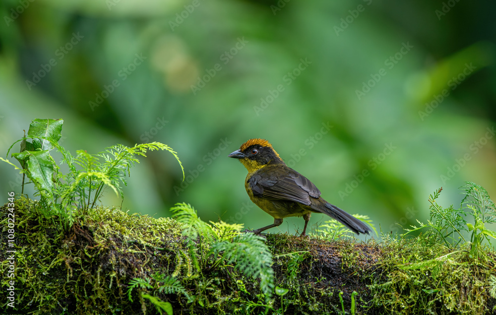 Yellow-breasted brushfinch (Atlapetes latinuchus) on tree
