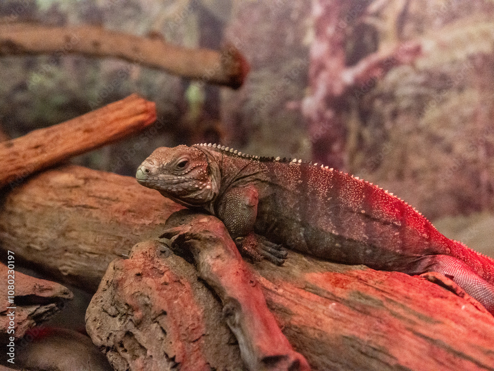 Fototapeta premium Close-up of a lizard basking on a log in a naturalistic habitat with warm lighting. Captures the textured scales and rugged environment of this reptile in the wild.