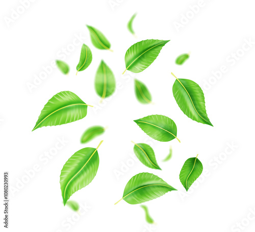 3d falling green tea leaves or mint, fresh foliage of lime or peppermint flying in air png render. Organic element for product packaging design isolated on transparent background. 3D illustration