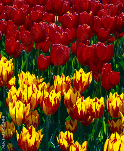 Tulipes