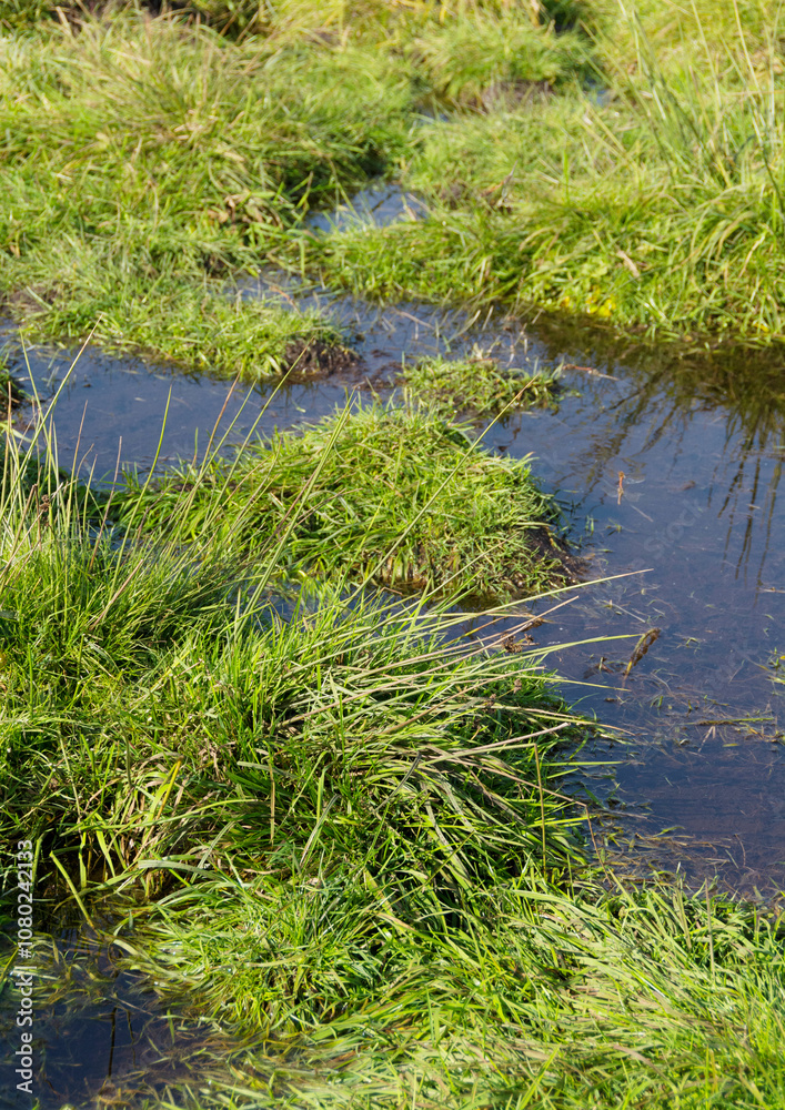 Feuchtwiese im Sommer, Hochformat Feuchtwiese im Sommer, Hochformat