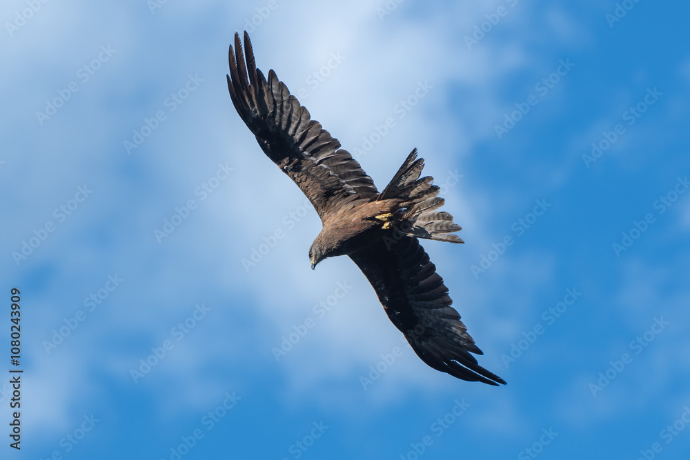 Fototapeta premium Soaring Raptor in Clear Blue Sky