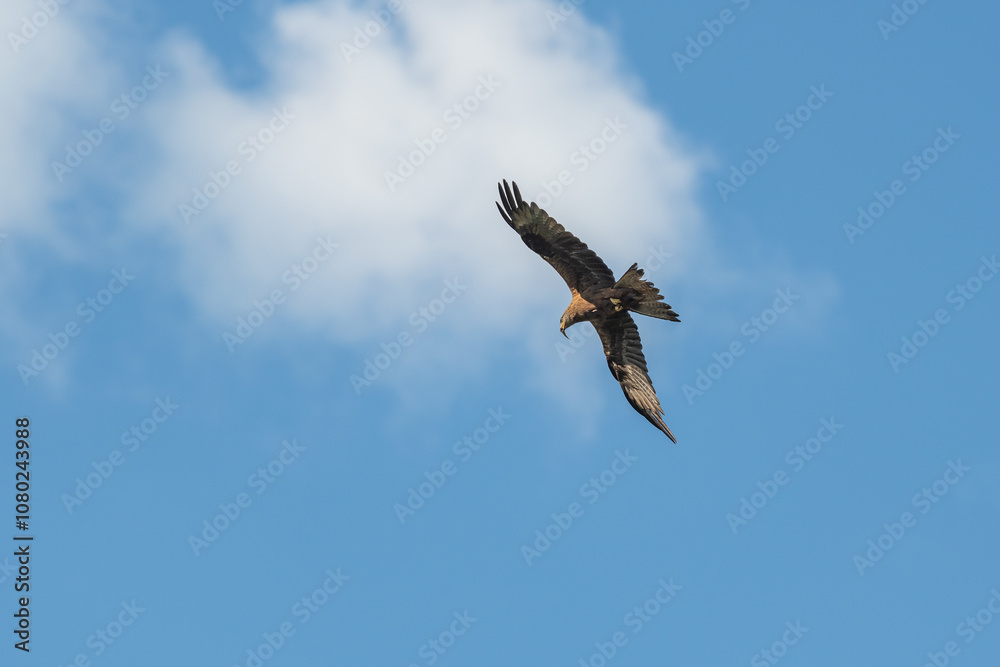 Fototapeta premium Buteo Buteo with Fresh Catch in Beak