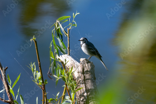 Lakeside Perch in Nature photo