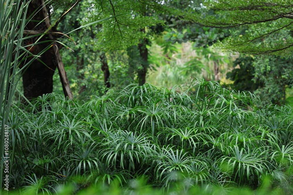 Cyperus involucratus Roxb is planted together with other plants in garden. Clumps of Umbrella plants have leaves are long, pointed at tip. Flatsedge grows in muddy or watery areas. Is a weed
Cyperus involucratus Roxb is planted together with other plants in garden. Clumps of Umbrella plants have leaves are long, pointed at tip. Flatsedge grows in muddy or watery areas. Is a weed