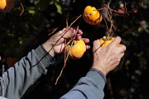 persimmon fruits on the tree