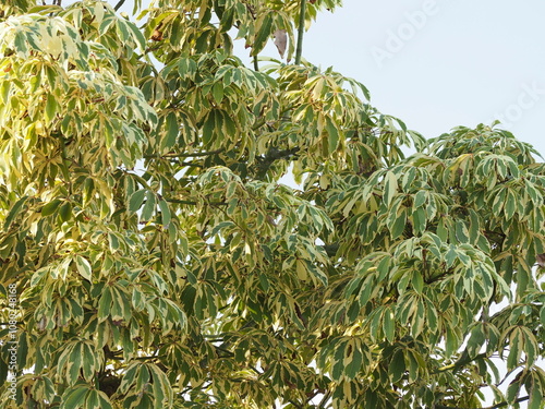 White silk cotton tree is dark green leaves white variegated, green stem and thorny. Variegata Kapok Tree on sky background. Bombax ceiba leaves characteristic of discoloration. Randu variegata
 photo