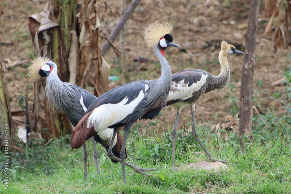 Obraz premium Couple of crowned cranes with baby in Uganda, specifically on a small island in Lake Bunyonyi 