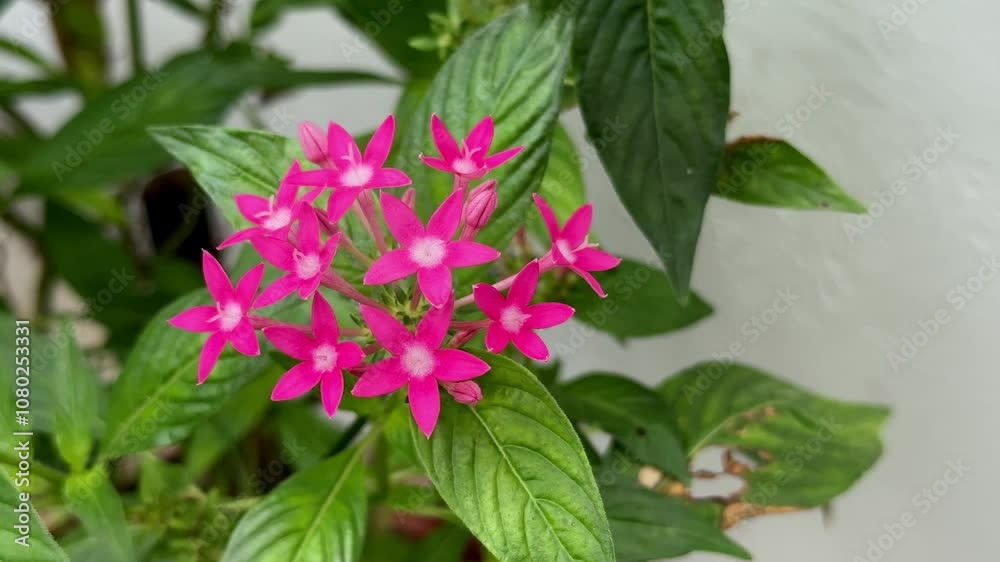 Closeup of Pentas flower with a clusters of flowers in shades of red is also a genus of flowering plants in the family Rubiaceae. Closeup of Pentas flower with a clusters of flowers in shades of red is also a genus of flowering plants in the family Rubiaceae.