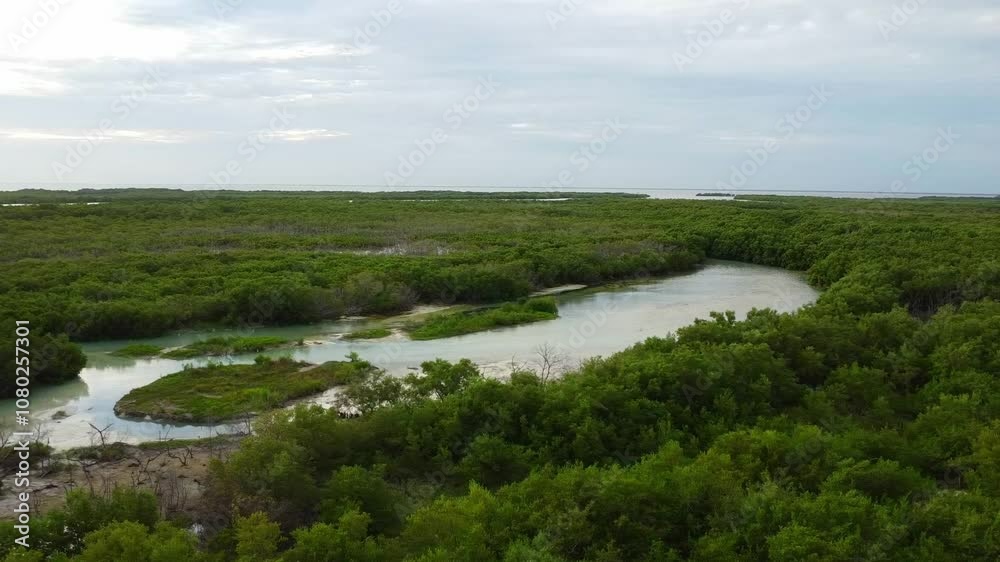Exploring the biodiversity of Holbox Island. The tropical nature that surrounds the Island. Exploring the biodiversity of Holbox Island. The tropical nature that surrounds the Island.