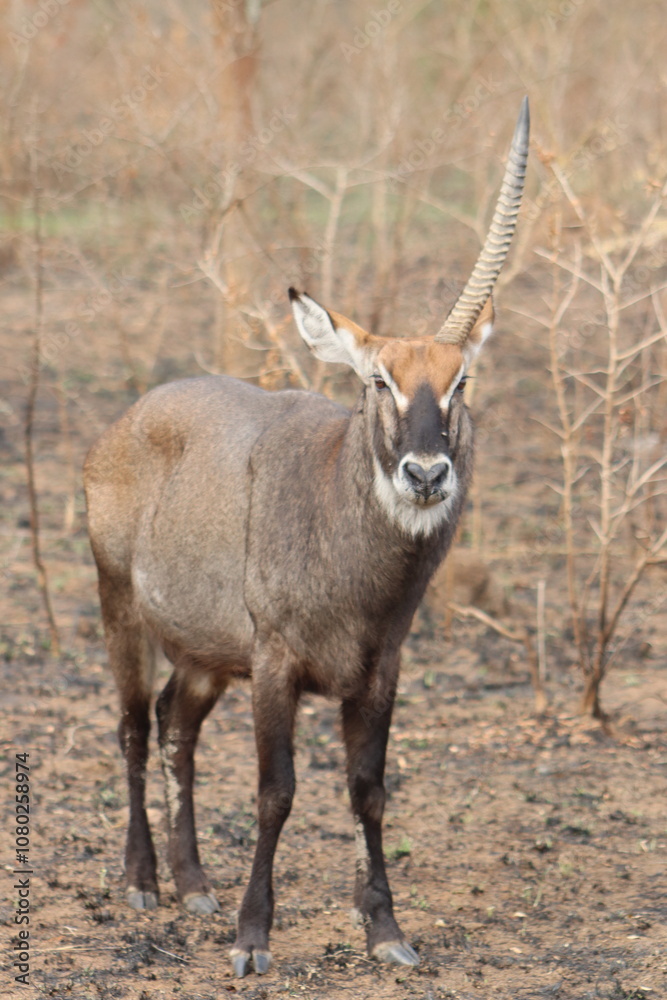 Waterbuck with only one horn left in Lake Mauro National Park in Uganda Waterbuck with only one horn left in Lake Mauro National Park in Uganda