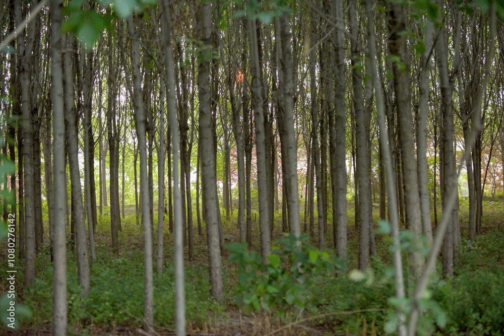 A gloomy poplar forest, forest landscape A gloomy poplar forest, forest landscape