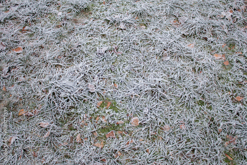 Frosted plants during a frosty morning, winter.