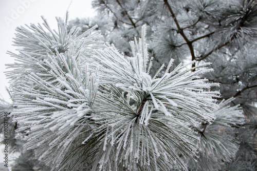 Frosted plants during a frosty morning, winter.