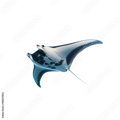 Gliding Through Blue Waters: An Enchanting Manta Ray Showcases Grace and Elegance in Motion, Capturing the Ethereal Beauty of Ocean Life with Magnificent Detail.