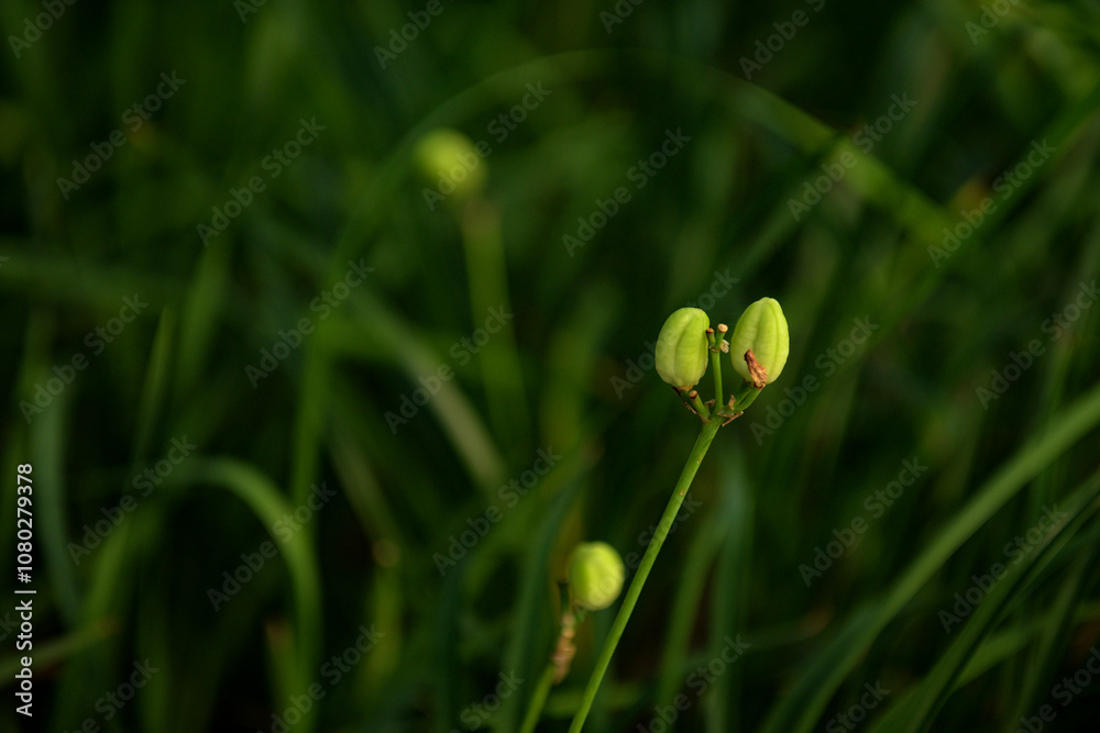 The flowers and plants that grow naturally in the fields are the main vegetation in the eastern part of North China The flowers and plants that grow naturally in the fields are the main vegetation in the eastern part of North China