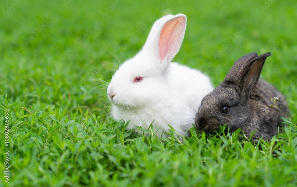 A couple of cute adorable fluffy rabbits grazing on green grass. Little cute bunny walking on a meadow in a green garden on a bright sunny day. Easter nature A couple of cute adorable fluffy rabbits grazing on green grass. Little cute bunny walking on a meadow in a green garden on a bright sunny day. Easter nature
