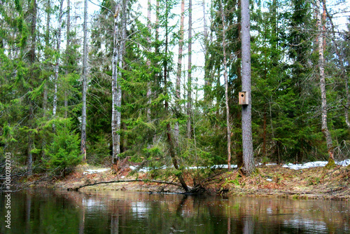 A birdhouse on a tree, on the shore of a lake in a coniferous forest.