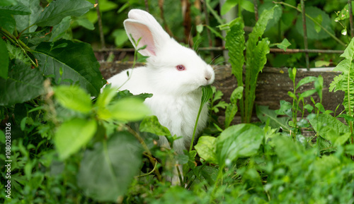White rabbit, albino with red eyes, sits and eats grass.