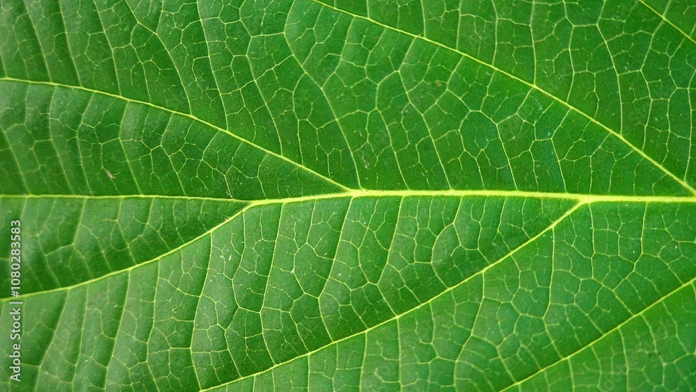 Close-Up of Leaf Veins Showing Natural Green Patterns Close-Up of Leaf Veins Showing Natural Green Patterns