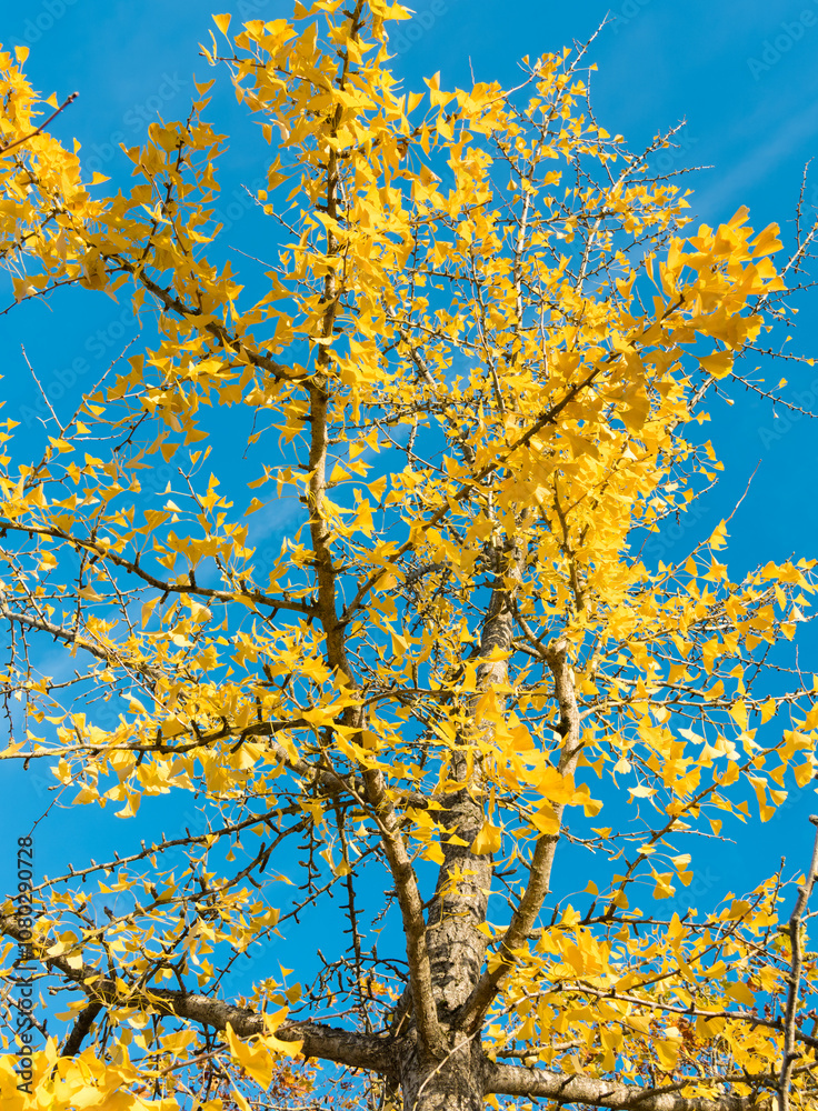 feuilles d'automne feuilles d'automne
