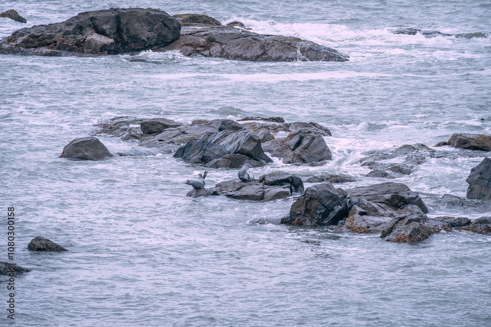 Icelandic seascape with seals. Wonderful landscape of Vestrahorn Iceland near Stokksnes Icelandic seascape with seals. Wonderful landscape of Vestrahorn Iceland near Stokksnes