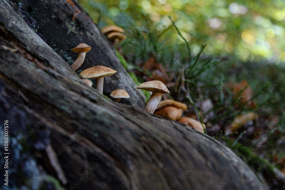Obraz premium Flora and fauna of the enchanted forest. Unusual plants and wildlife. Edible or non-edible mushrooms. beautiful backgrounds. Mushrooms on a tree.