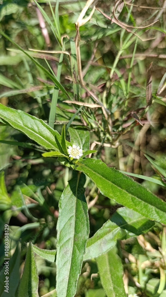 Custard apple, False daisy, Éclipte prostrée, Éclipte blanche, Gandagaatra - Eclipta prostrata, Eclipta alba - Asteraceae, Astéracées Custard apple, False daisy, Éclipte prostrée, Éclipte blanche, Gandagaatra - Eclipta prostrata, Eclipta alba - Asteraceae, Astéracées